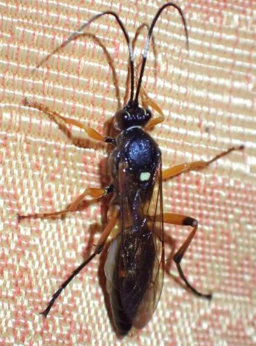 Diphyus quadripunctorius